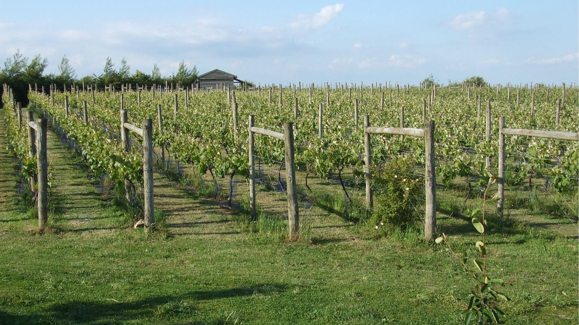 Quoins Organic Vineyard