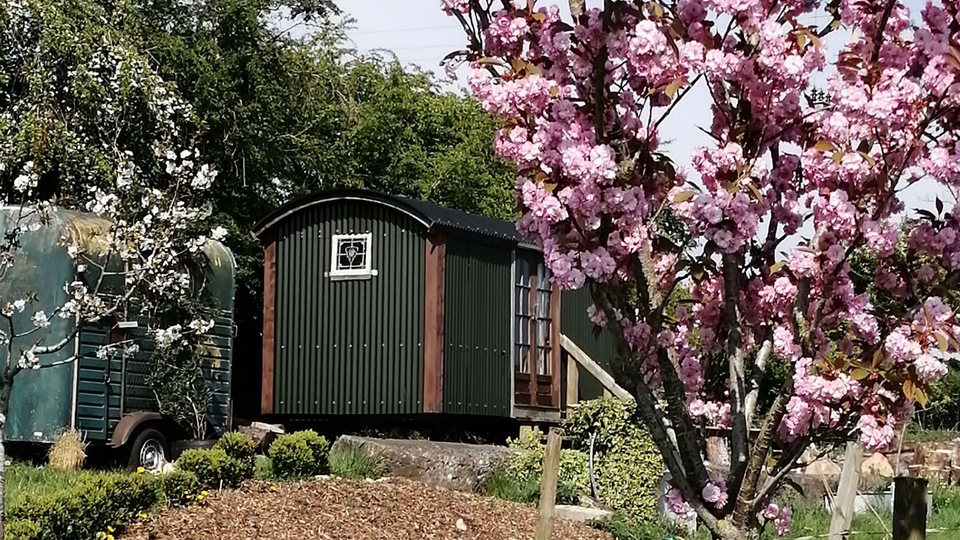 Shepherds hut in orchard