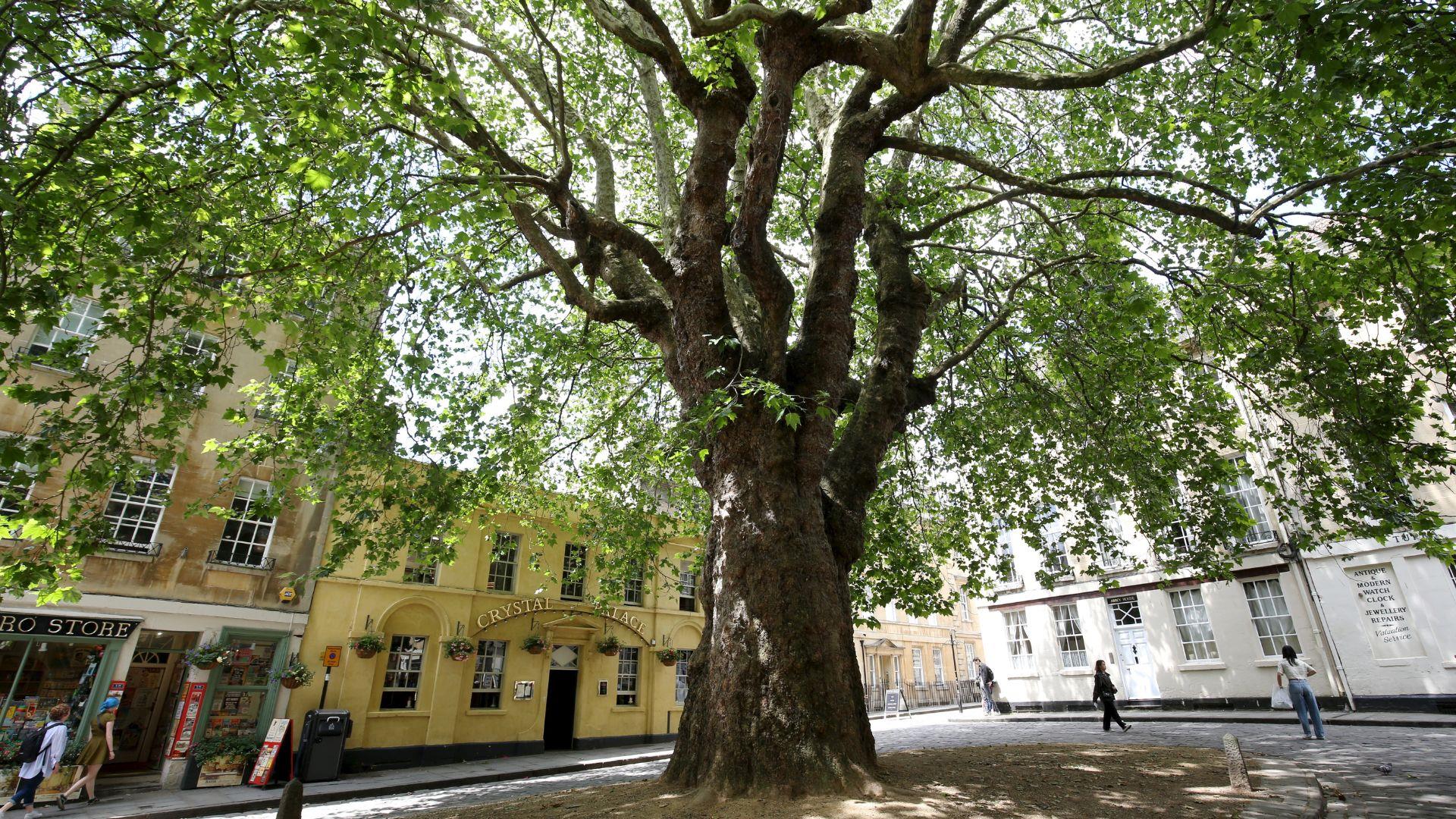 Abbey Green