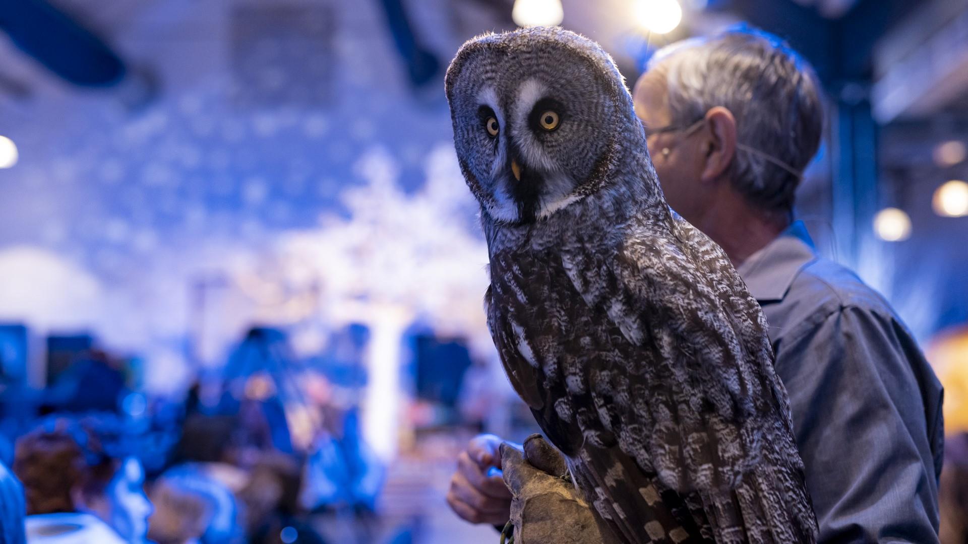 Owl at Longleat