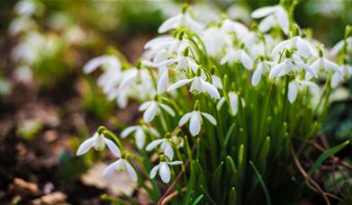 Snowdrops in the Yeo Valley Organic Garden