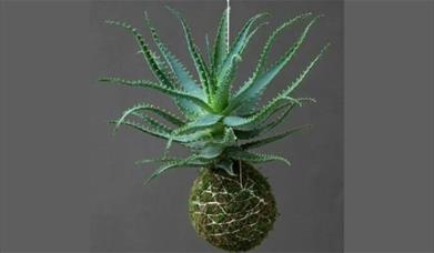 A pineapple-shaped plant 