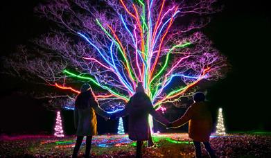 Enchanted Christmas at Westonbirt Arboretum