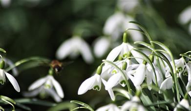 An image of snowdrops in a garden