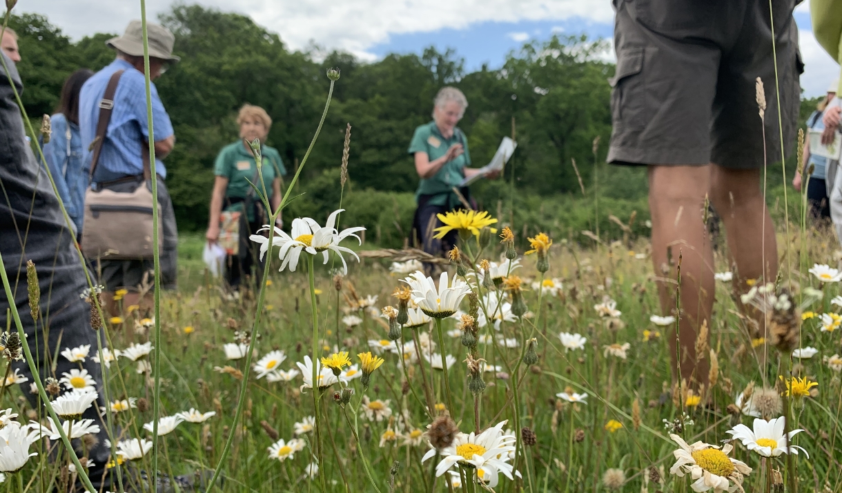 A group of people standing in a wildflower meadow