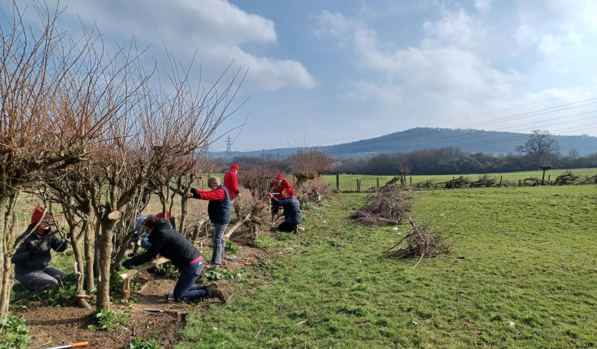 A group of volunteers laying a hedge at Bathampton Meadows near Bath