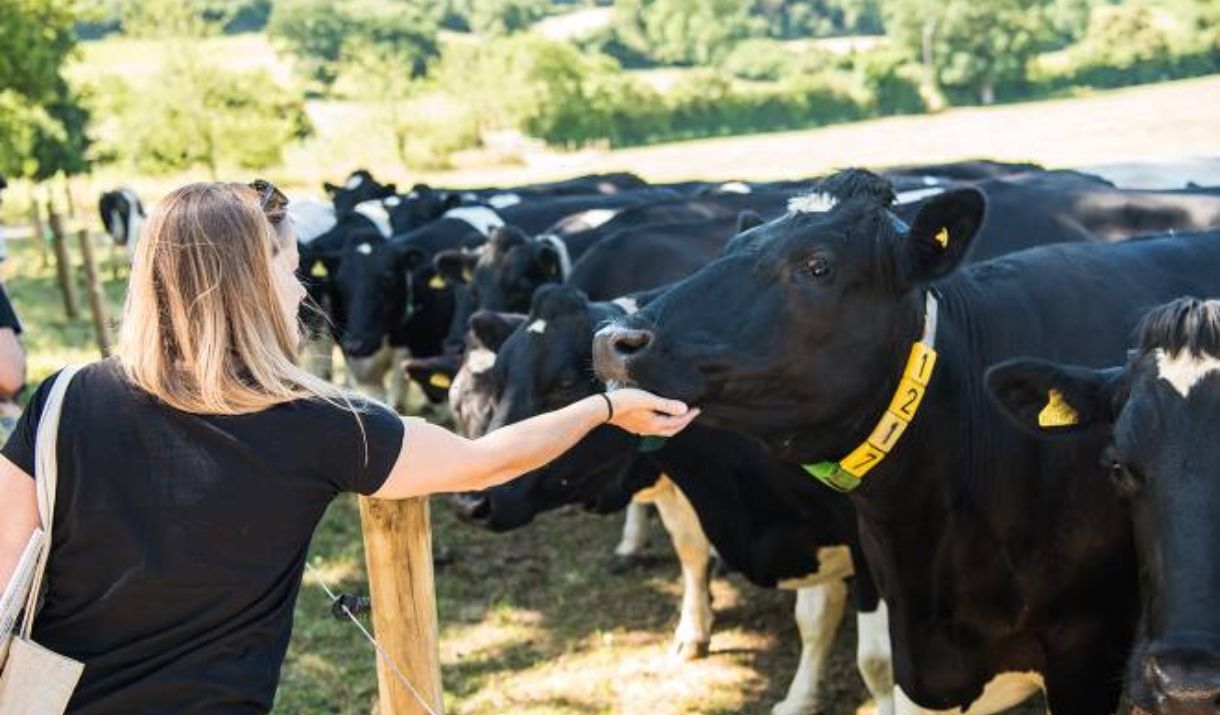 Cows at Yeo Valley