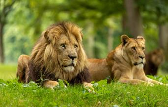 Lions on the grass