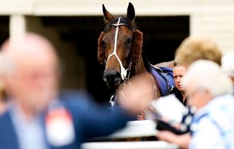 Bath Racecourse