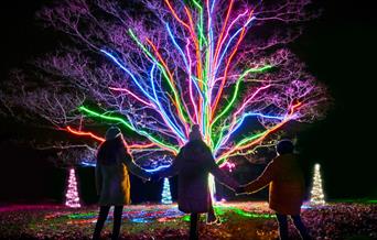 Enchanted Christmas at Westonbirt Arboretum