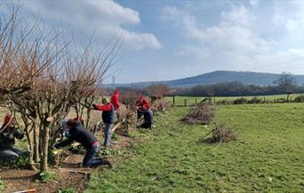 A group of volunteers laying a hedge at Bathampton Meadows near Bath