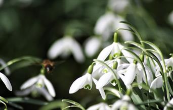 An image of snowdrops in a garden