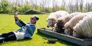 A woman lying back taking a selfie with a group of sheep