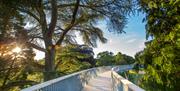 Treetop Walkway