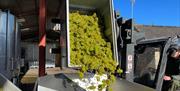 Grapes being poured into barrel.