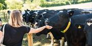 Cows at Yeo Valley